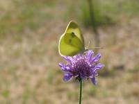 Large White