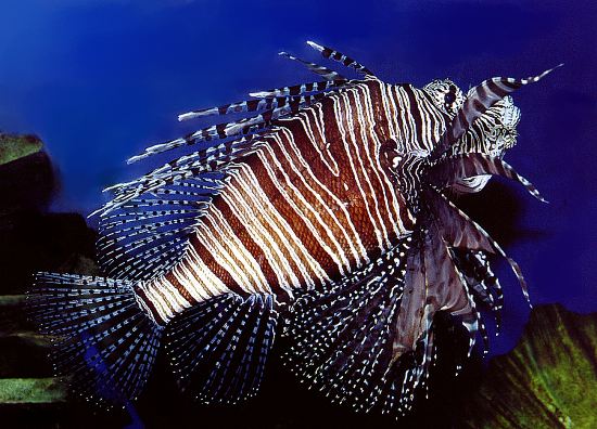 pterois