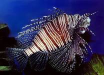 pterois