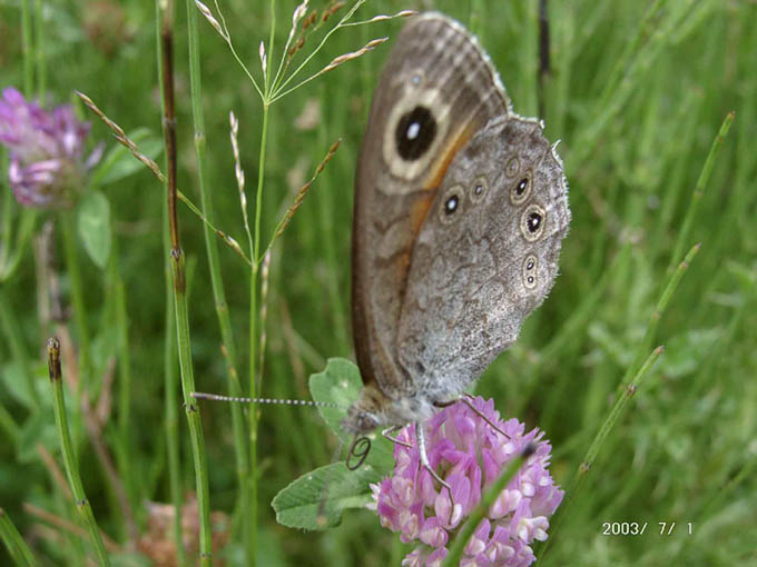 motyl