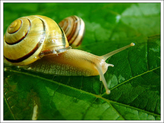 Snail V