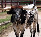 Texas Lonhorn