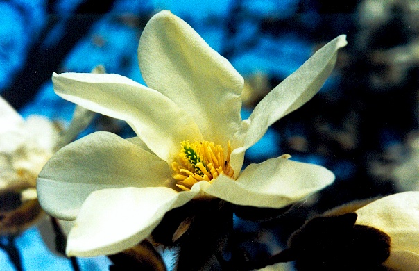 magnolia