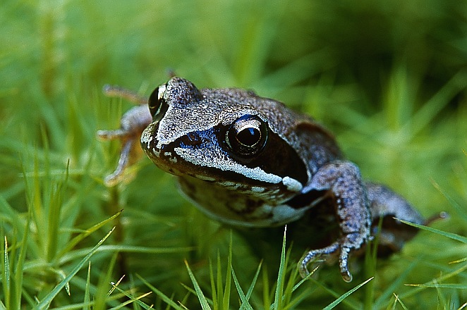 Macro żabcia na mchu