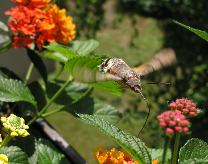 Macroglossum stellatarum czyli  kolibrowata  mysz ze slomka w nosie