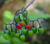 psianka słodkogórz łac. solanum dulcamara