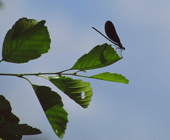 leaf rider