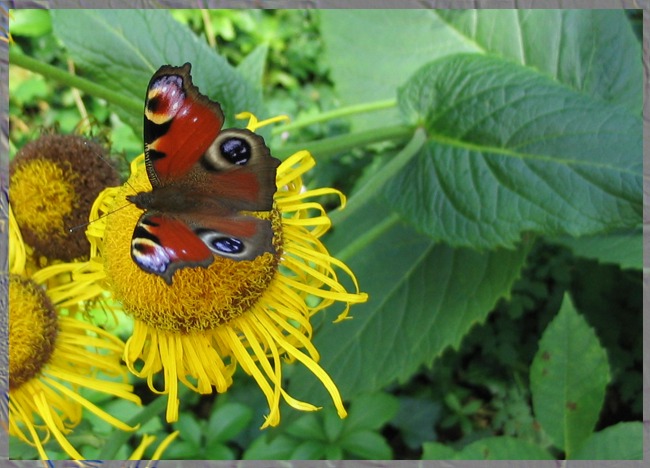 motyl