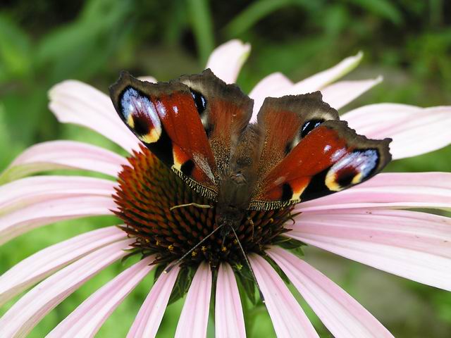 Motyl