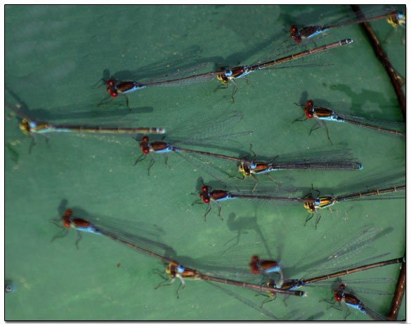 united colors of dragonfly