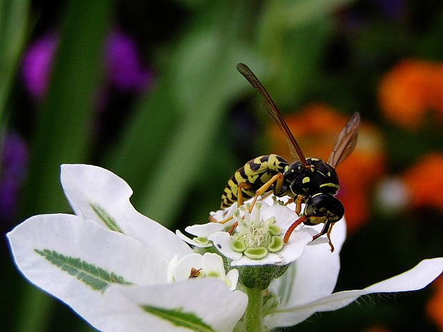 pojnik