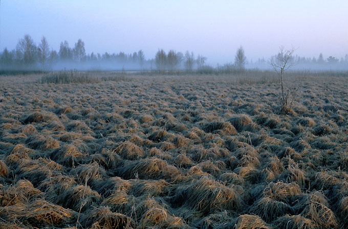 nad Biebrzą