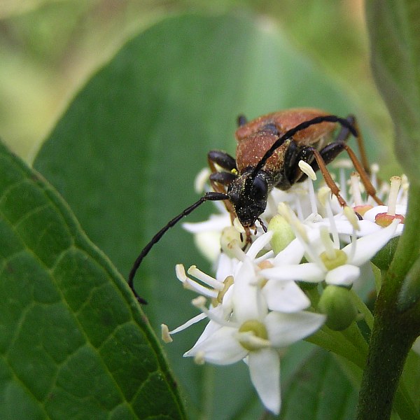 skradacz pochyly (scradacus lisusus)