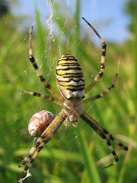 pora obiadowa