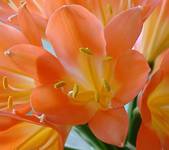 clivia