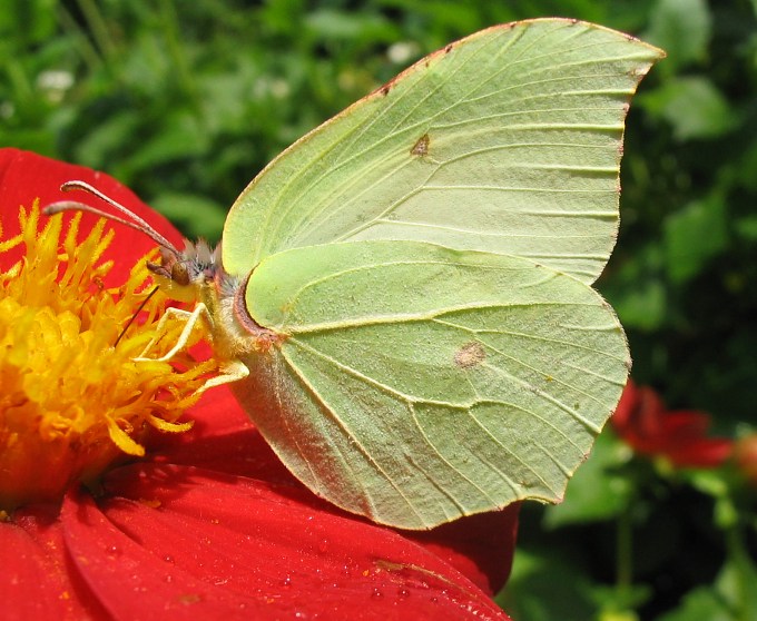 Motyl - listek