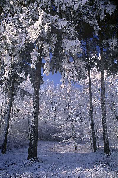 chłodny II