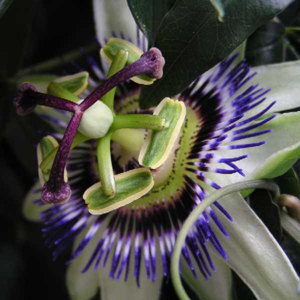 Męczennica (passiflora caerulea)