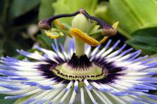 genus passiflora