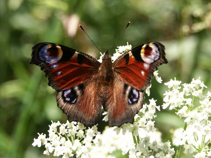 Motyl