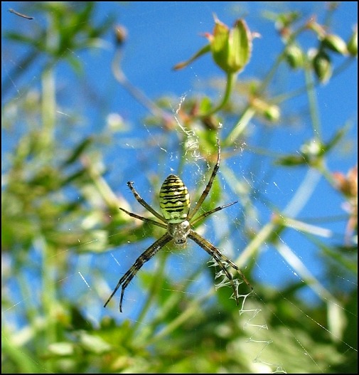 spiderek