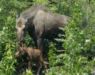 Mother & Baby moose wild