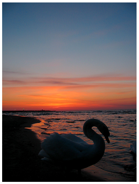 sunset swan