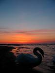 sunset swan