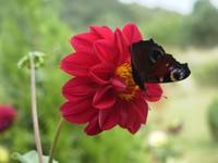 La flor y la mariposa