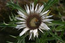 Dziewięćsił bezłodygowy (Carlina acaulis)