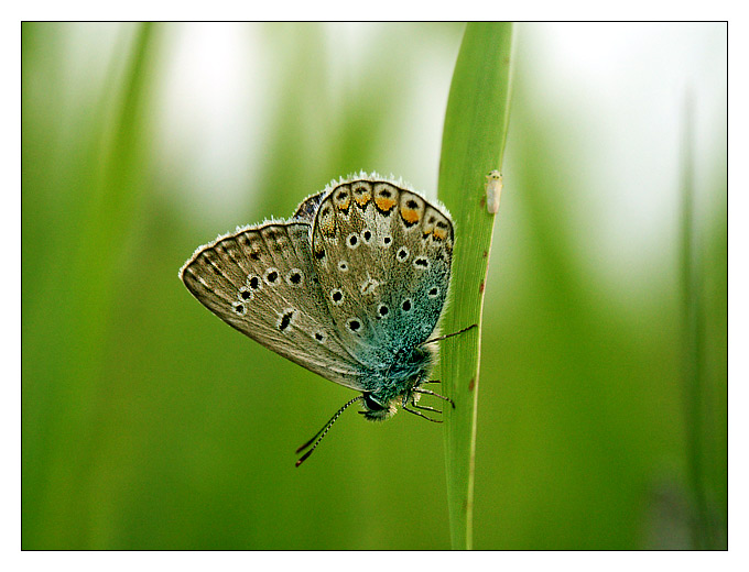 spiący motyl