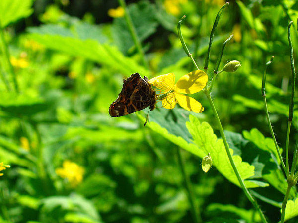 Map Butterfly - summer generation