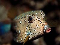 Boxfish