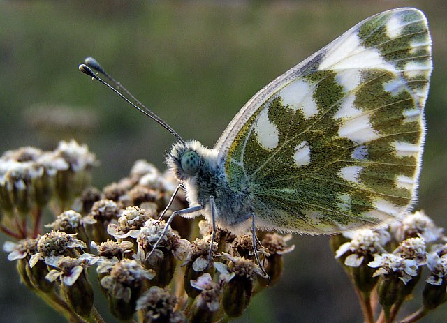 bielinek bytomkowiec