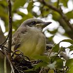 Mimik(Donacobius atricapillus)