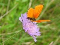 Motyl nr 242