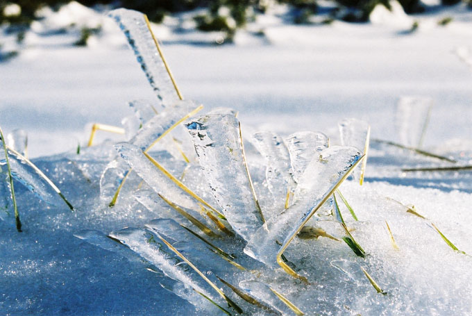 ice grass