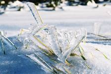 ice grass