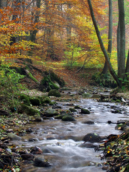 Rezerwat Kacze Łęgi Trójmiejski Park Krajobrazowy