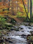 Rezerwat Kacze Łęgi Trójmiejski Park Krajobrazowy