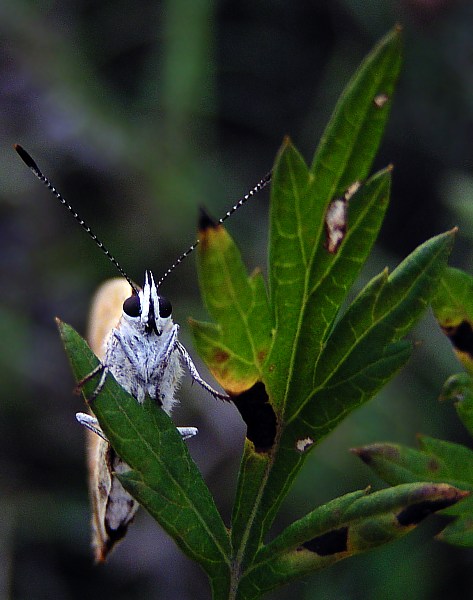 motyl ....inaczej