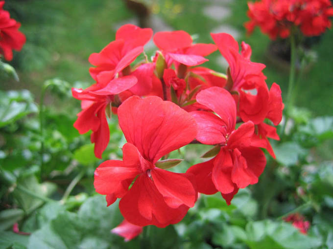 Pelargonia