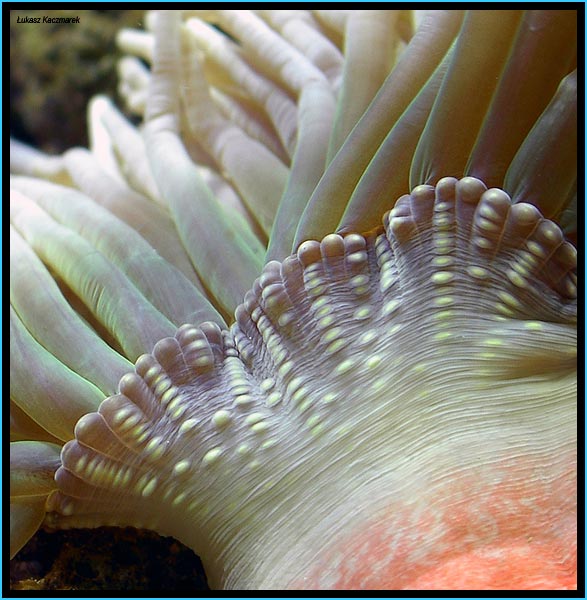 Entacmaea quadricolor