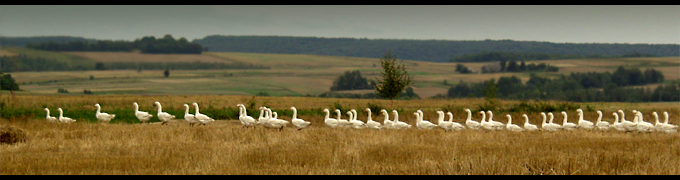 ..............gęsia panorama..............