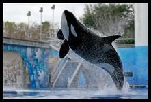 SHAMU