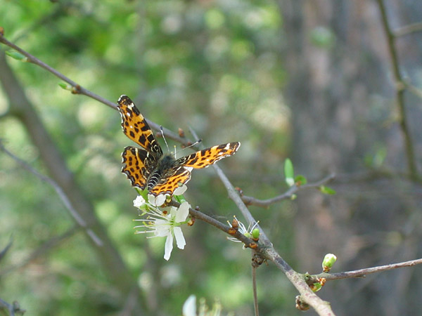 Map Butterfly - spring generation