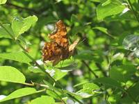 Comma