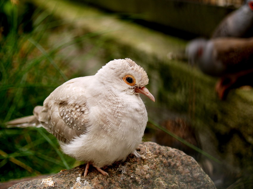 Birdwatcher