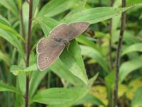 Ringlet