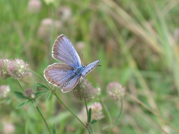 Silver Studded Blue